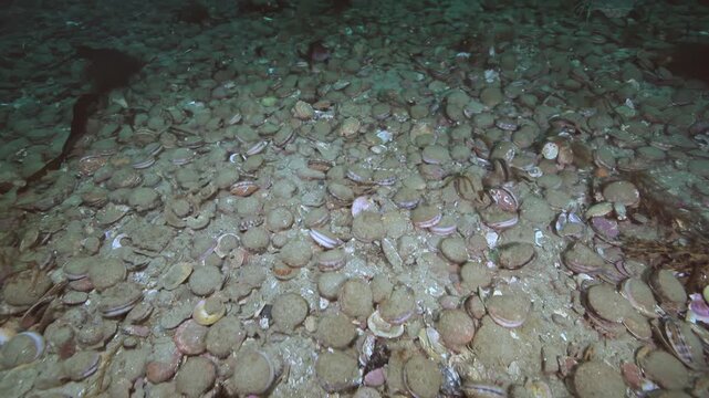Dense Bed of Shells Covering a Cold Water Seafloor. Cold-water benthic scenery shows attached invertebrates, shells, rocks or kelp with subdued natural color and clear underwater habitat texture.