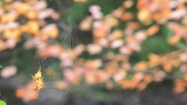 Slow motion spider web bokeh background video web in the wind, leaf on the web, authentic natural light, b roll, nature dark creepy 