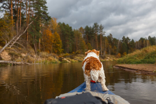 Rear view of dog standing on kayak tip moving along river near sandy bank