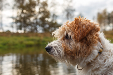 Side profile portrait of a Jack Russell Terrier against water and river bank © WoodHunt