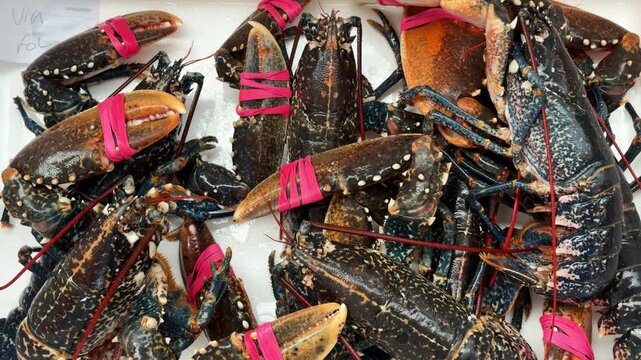 Closeup of live European lobsters with pink rubber bands on their claws piled on a white tray at a seafood market, fresh blue and black spotted shellfish ready for cooking