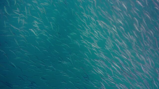 A massive swirling bait ball of sardines moves through the deep blue waters of South Africa, forming a dense shimmering cloud of silver fish that twist and flow together in a mesmerizing underwater