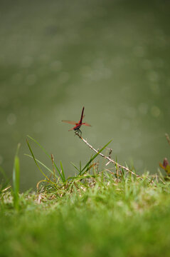 Dragonfly perched on fresh green grass, with a softly blurred natural background