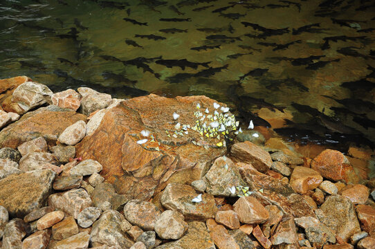 Rocky freshwater shoreline with a school of fish swimming beneath the water