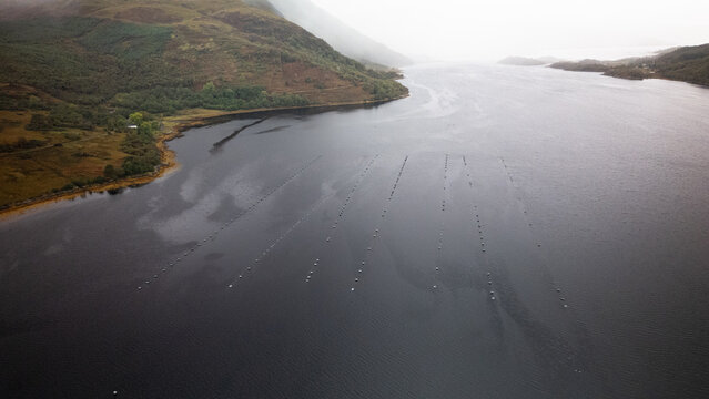Aerial view of Loch Sunart featuring rows of mussel farm buoys floating on the dark water, surrounded by the rugged hills and green landscape of Strontian, Scotland, United Kingdom.