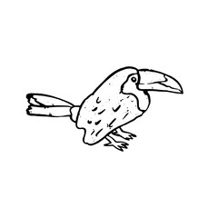 Fototapeta premium Textured black and white vector illustration of isolated tropical toucan bird. Hand drawn monochrme exotic wildlife sticker graphic