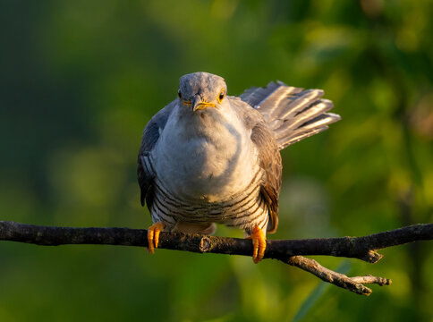 Common cuckoo sitting on tree
