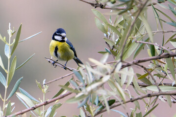 African Blue tit drink water and sitting on branch © georgigerdzhikov