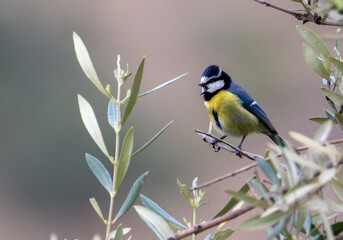 African Blue tit drink water and sitting on branch © georgigerdzhikov