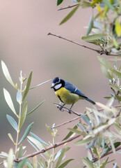 African Blue tit drink water and sitting on branch © georgigerdzhikov