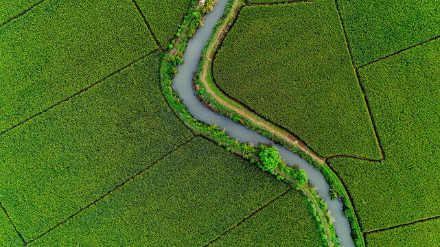Aerial view of lush green rice fields in Gedebage with a winding irrigation canal cutting through the landscape in Bandung, West Java, Indonesia.
