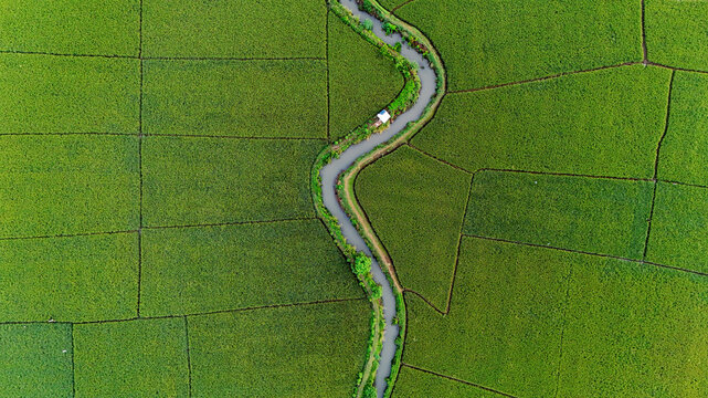 Aerial view of the lush green rice fields in Gedebage, featuring a winding irrigation canal cutting through the agricultural landscape in Bandung, West Java, Indonesia.