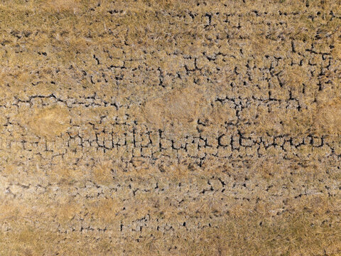 Aerial view of a drought affected rice field with deeply cracked dry soil and withered golden stalks in Wedung, Central Java, Indonesia.