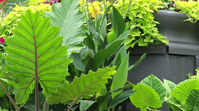 Lush ornamental garden featuring large-leaf flowering plants in a vibrant outdoor landscape.