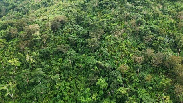 Panoramic aerial view over dense jungle canopy rich with abaca and narra trees - Catanduanes, Bicol, Philippines