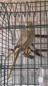Two Cockatiels Male Female Sitting In Cage