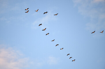 Fototapeta premium Vogelflug der Kraniche