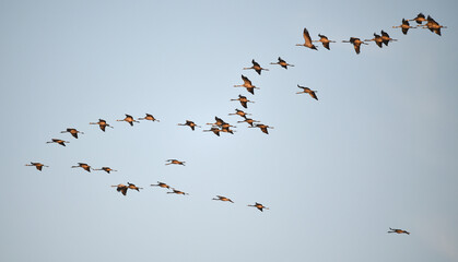 Fototapeta premium Vogelflug der Kraniche