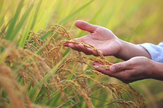 The hands of a farmer preparing for harvest, touching the golden rice stalks ripening in the autumn sunlight.
