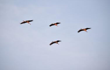 Fototapeta premium Vogelflug der Kraniche