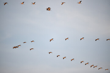 Fototapeta premium Vogelflug der Kraniche