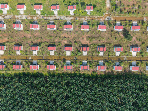 Aerial view of an abandoned housing project with rows of unfinished houses featuring red roofs, set amidst overgrown vegetation and a palm oil plantation in Karangan, Kedah, Malaysia.