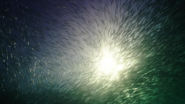 A massive swirling bait ball of sardines moves through the deep blue waters of South Africa, forming a dense shimmering cloud of silver fish that twist and flow together in a mesmerizing underwater