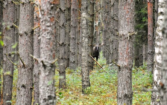 A moose among the trees in a pine forest.