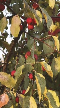 Paradise Apples Hanging On Branch Closeup