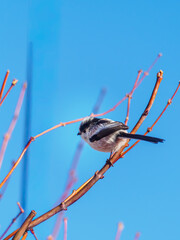 Long-Tailed Tit Perched on a Bare Branch Against a Clear Blue Winter Sky in Japan © BUTAKO