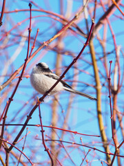 Long-Tailed Tit Perched on a Branch Among Bare Twigs Against a Blue Winter Sky in Japan © BUTAKO