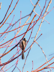 Long-Tailed Tit Perched on a Bare Branch Against a Blue Winter Sky in Japan © BUTAKO