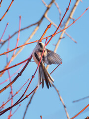 Long-Tailed Tit Perched on Bare Branches Against a Blue Winter Sky in Japan © BUTAKO