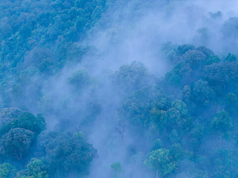 Aerial view of a misty tropical forest during the late evening, with dense green tree canopies partially obscured by low-hanging clouds in Bukit Mertajam, Penang, Malaysia.
