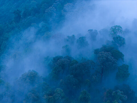 Aerial view of misty tropical forest canopy during the late evening with dense fog and lush green foliage in Bukit Mertajam, Penang, Malaysia.