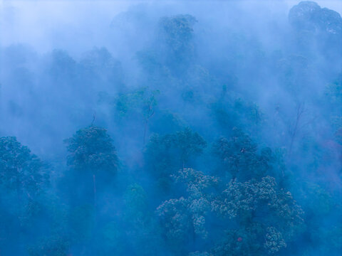 Aerial view of a misty tropical forest in late evening with dense canopy and cool blue light in Bukit Mertajam, Penang, Malaysia.