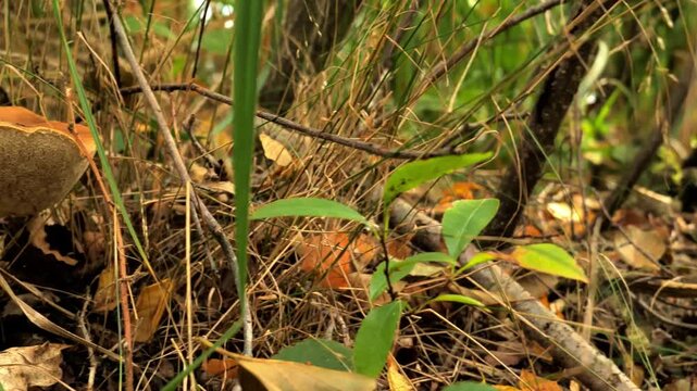 Bolete Mushrooms and Snail on Autumn Forest Floor