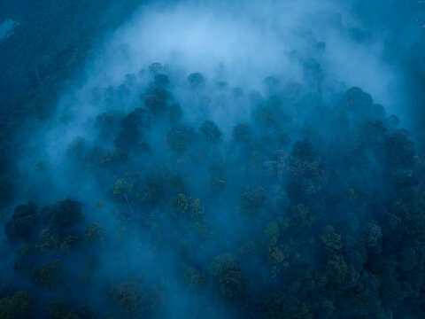Aerial view of misty tropical forest canopy during the late evening with dense fog rolling over the trees in Bukit Mertajam, Penang, Malaysia.