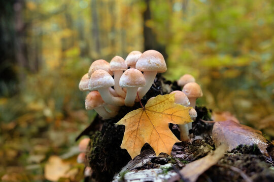 small wild mushrooms and fallen leaf close up in autumn forest, natural abstract background. honey agaric, armillaria mellea mushrooms family. autumn harvest season, picking fungi. Forest aesthetic