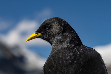 Alpine Chough Profile Portrait Against Blue Sky © Sascha Pettke