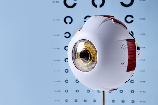 Human eyeball anatomy model photographed beside a Landolt C eye chart. Vision testing and ophthalmic diagnostics concept