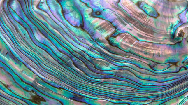 Abalone shell texture with vibrant iridescent colors