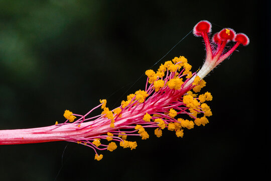 Hibiscus flower showing reproductive parts with pollen