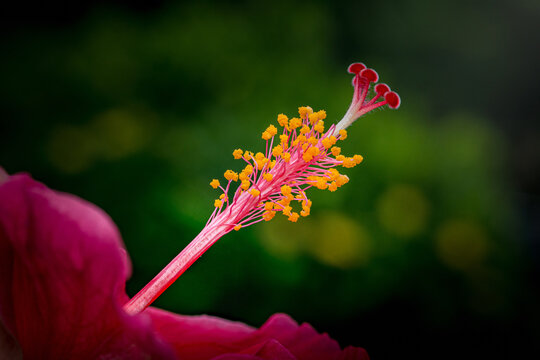 Hibiscus flower stamen and pistil closeup blooming