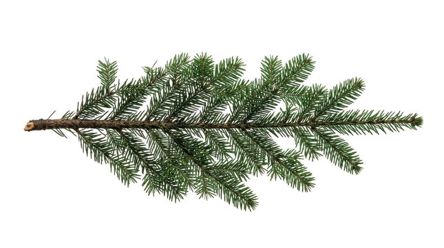 A single green pine tree branch with needles isolated on plain isolated on transparent background