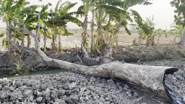 Global warming and severe drought concept with dead fallen tree