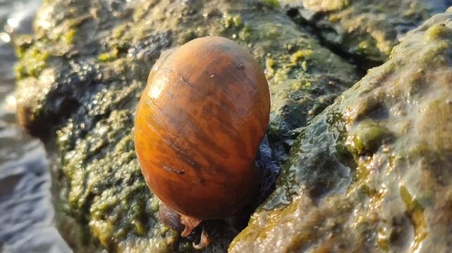 A freshwater river snail crawling on a wet rock in a clear flowing stream, surrounded by natural water, stones, and a peaceful aquatic environment.