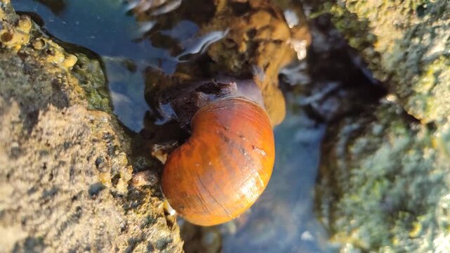 A freshwater river snail crawling on a wet rock in a clear flowing stream, surrounded by natural water, stones, and a peaceful aquatic environment.