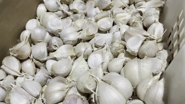 Close up of fresh raw garlic bulbs pile at local market