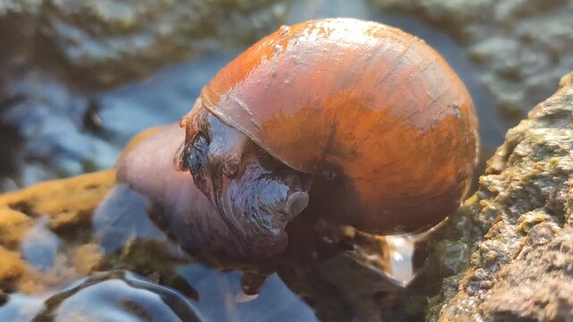 A freshwater river snail crawling on a wet rock in a clear flowing stream, surrounded by natural water, stones, and a peaceful aquatic environment.